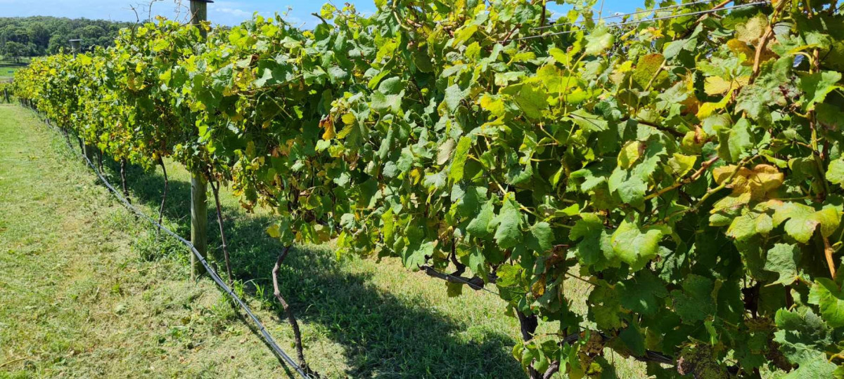 220211 Winery6
